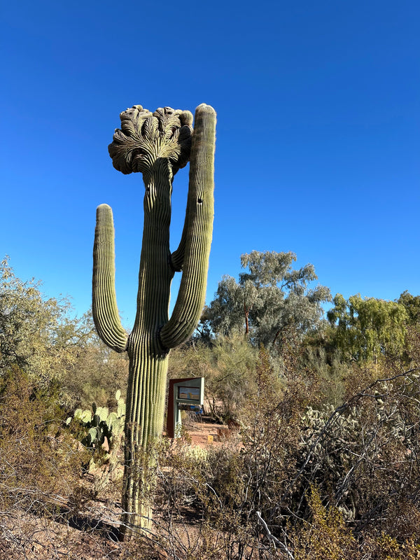 Visiting the Desert Botanical Center in Phoenix, Arizona