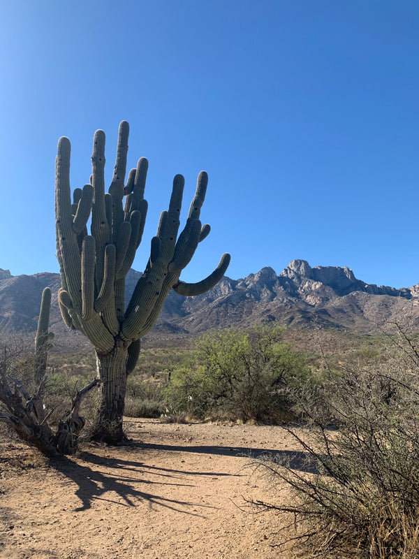 Family-Friendly Hikes Around Tucson, Arizona for Traveling Families with Kids
